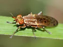 Elgiva solicita - Elgiva solicita