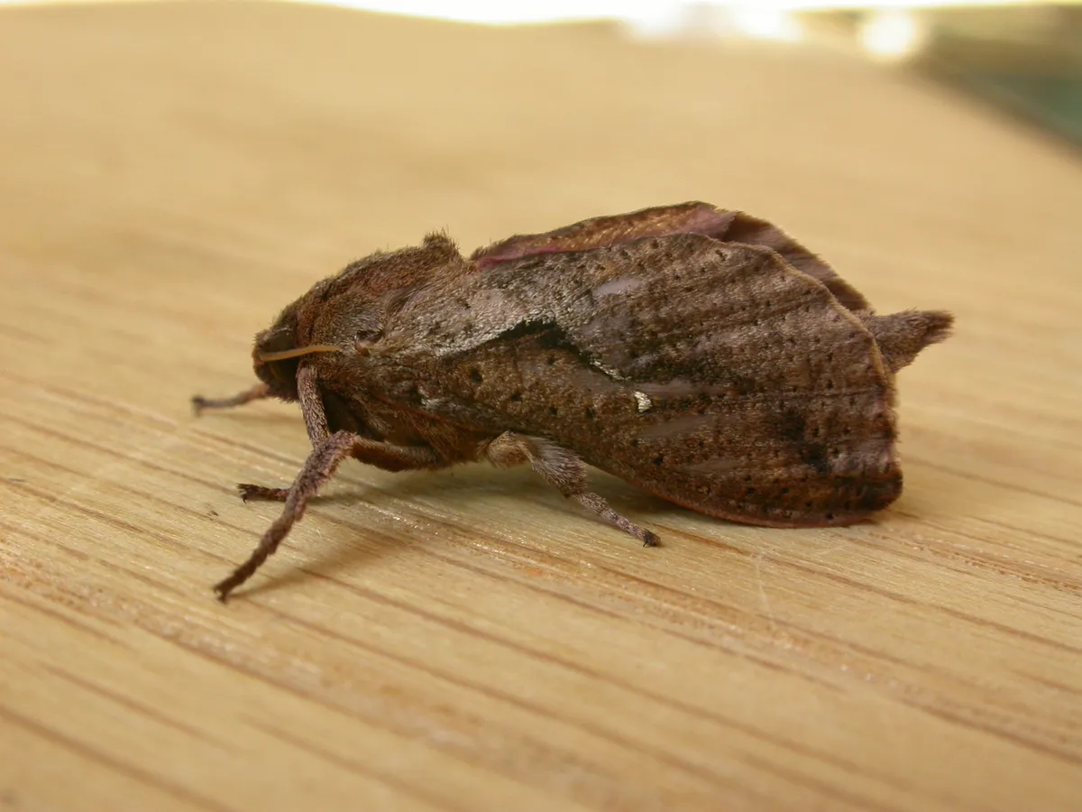 Elhamma australasiae - photo 3