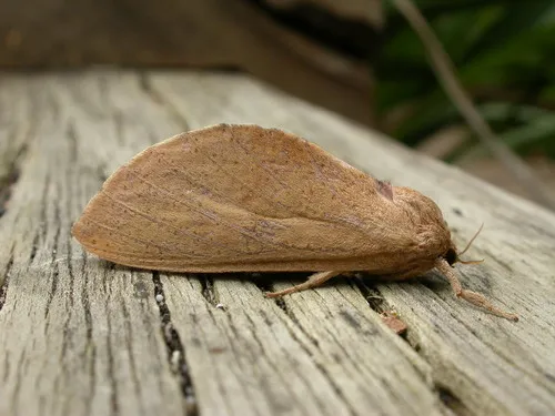Elhamma australasiae - photo 5