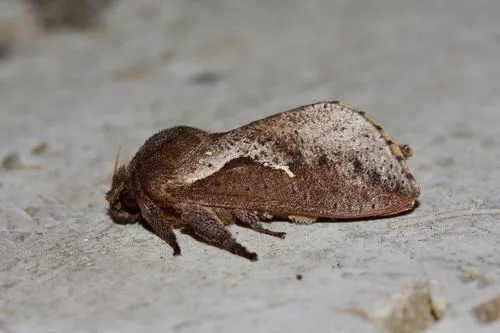 Elhamma australasiae - photo 6