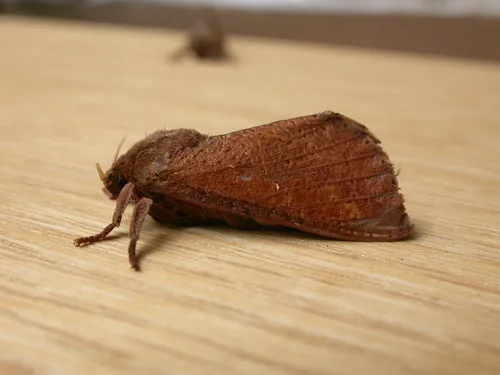Elhamma australasiae - photo 7