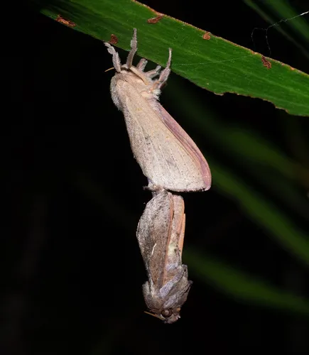 Elhamma australasiae - photo 8