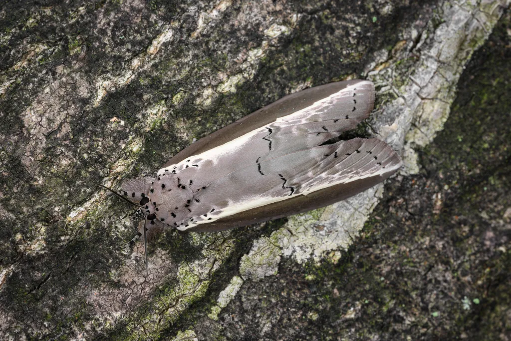 Ailanthus Defoliator - photo 2