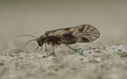 Elipsocus abdominalis - photo 2