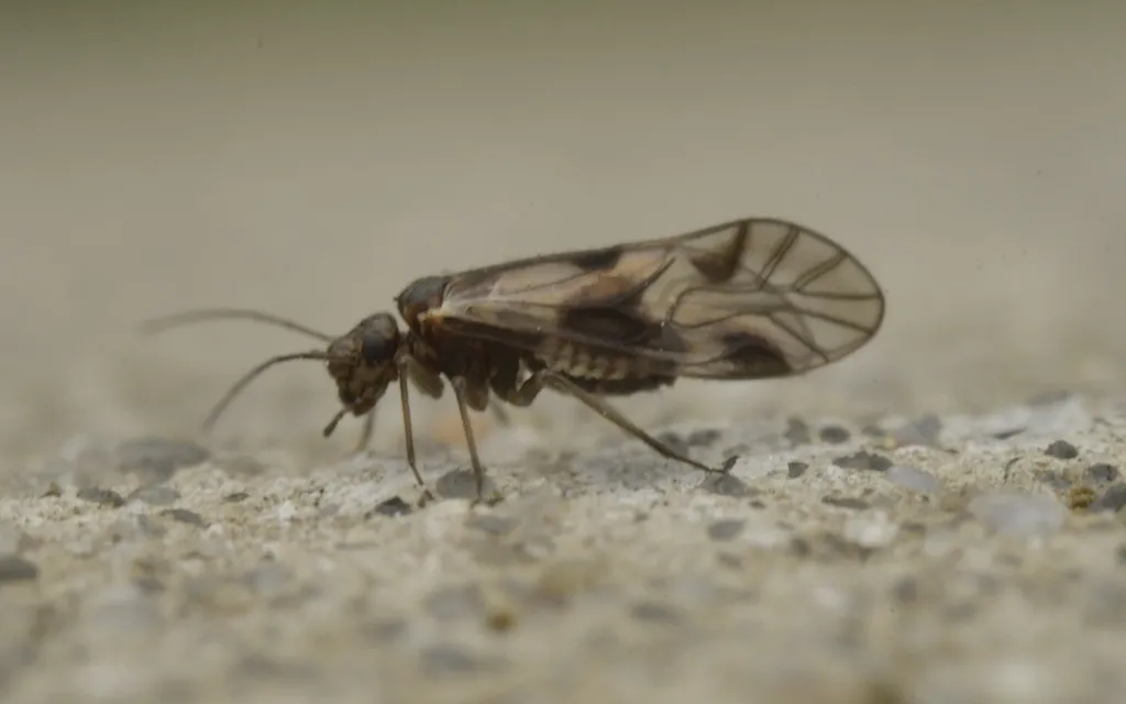 Elipsocus abdominalis - photo 3