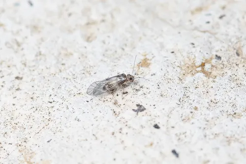 Elipsocus annulatus