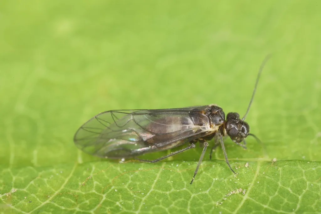 Elipsocus hyalinus - photo 3