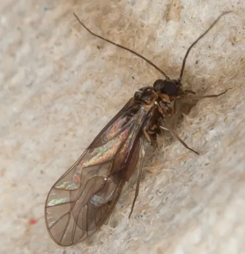 Elipsocus moebiusi - photo 2