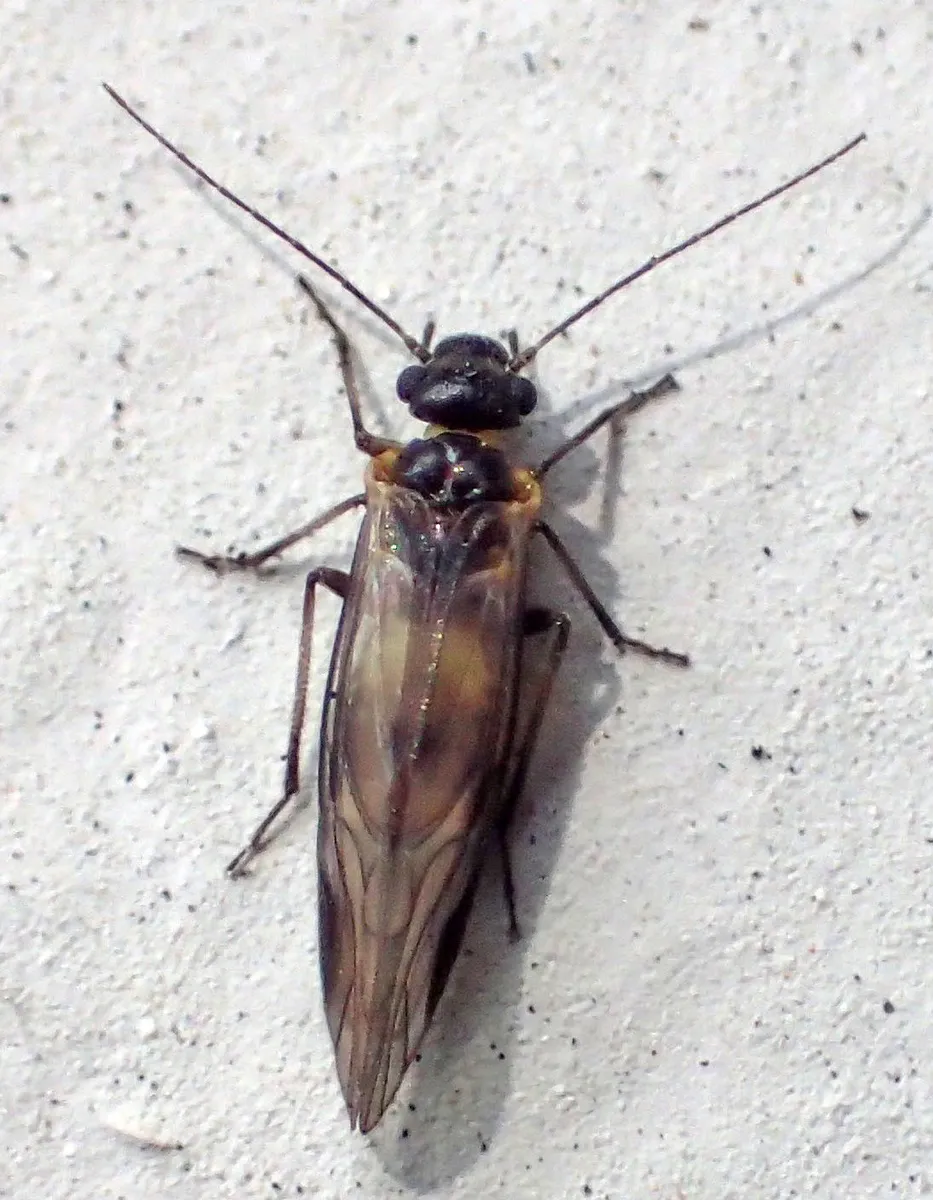 Elipsocus obscurus - photo 2