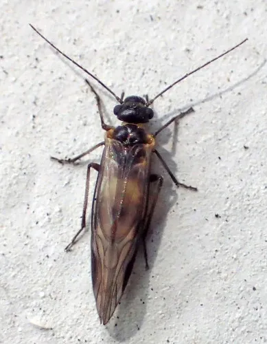 Elipsocus obscurus - photo 3