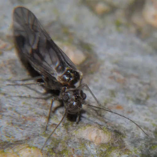 Elipsocus pumilis