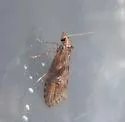 Ellabella bayensis - Hodges#2349.1