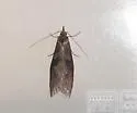 Ellabella bayensis - Hodges#2349.1 - photo 2