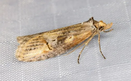 Ellabella johnstoni - Hodges#2349.2 - photo 2