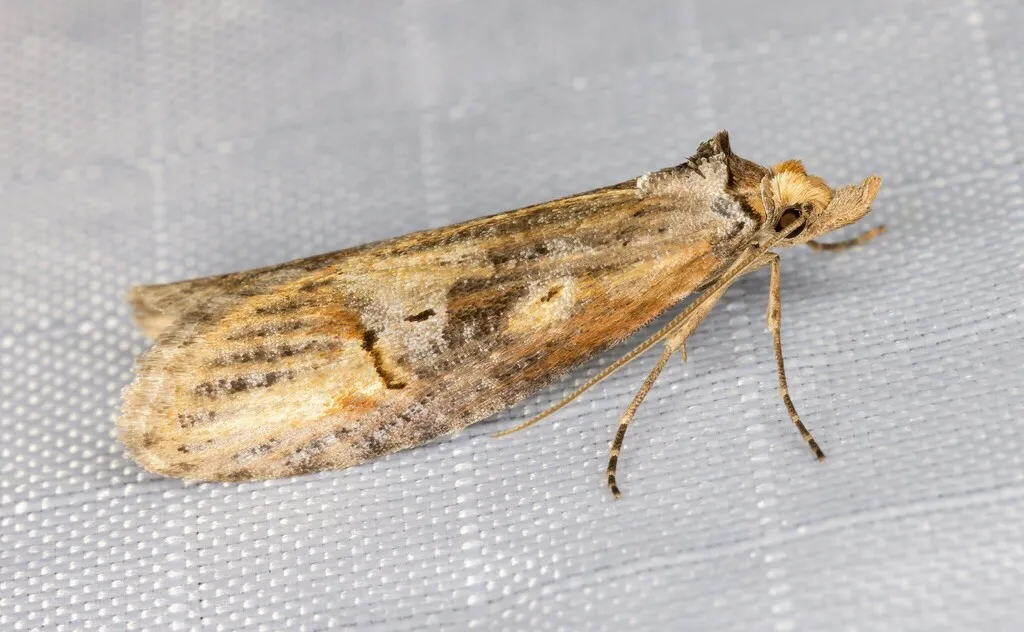 Ellabella johnstoni - Hodges#2349.2 - photo 3