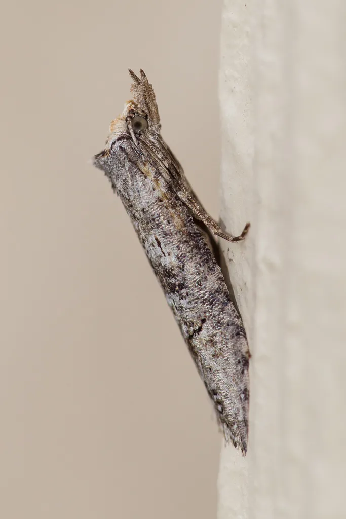 Ellabella melanoclista - Hodges#2349 - photo 2