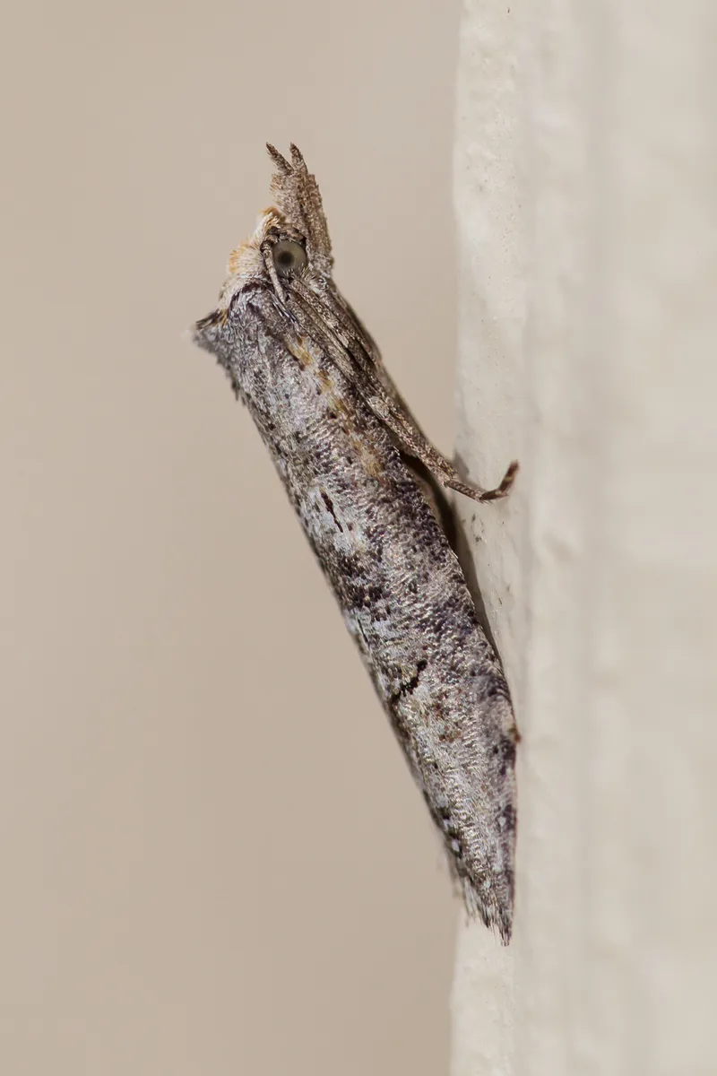 Ellabella melanoclista - Hodges#2349 - photo 3