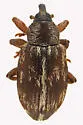 Ellescus bipunctatus - photo 2