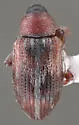 Ellescus bipunctatus - photo 3