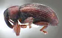 Ellescus bipunctatus - photo 4