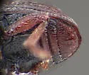 Ellescus bipunctatus - photo 5
