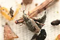 Ellescus californicus