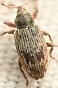 Ellescus californicus - photo 2