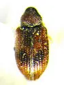 Ellescus ephippiatus
