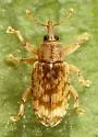 Ellescus ephippiatus - photo 2