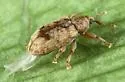 Ellescus ephippiatus - photo 4