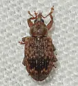 Ellescus ephippiatus - photo 5