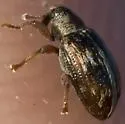 Ellescus scanicus