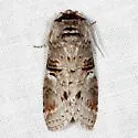 Linden Prominent - Hodges#7930 - photo 2