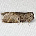 Linden Prominent - Hodges#7930 - photo 3
