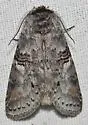Linden Prominent - Hodges#7930 - photo 4