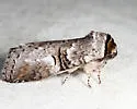 Linden Prominent - Hodges#7930 - photo 5