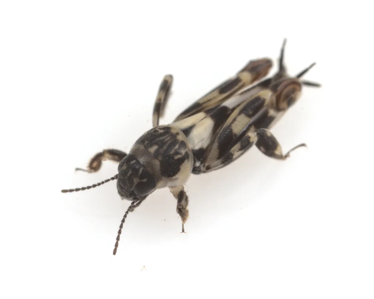 Ellipes californicus