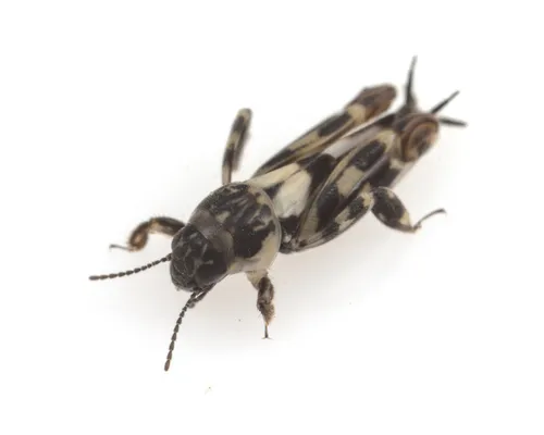 Ellipes californicus - photo 3