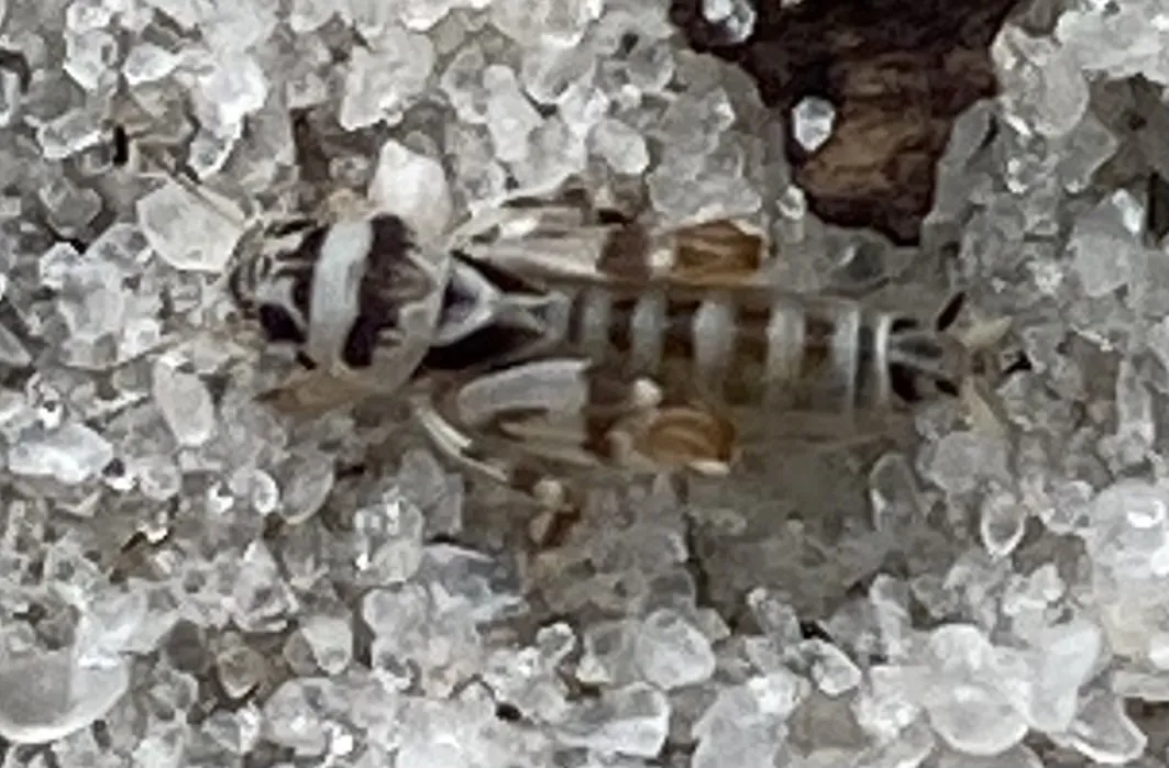 Rosemary Pygmy Mole Cricket