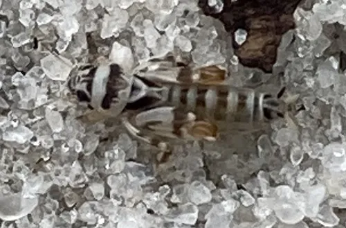 Rosemary Pygmy Mole Cricket - photo 2