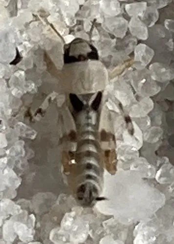 Deyrup's Pygmy Mole Cricket - photo 2