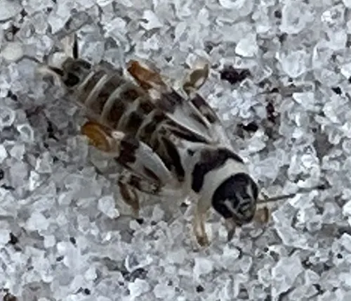Eisner's Pygmy Mole Cricket