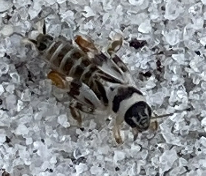 Eisner's Pygmy Mole Cricket - photo 3