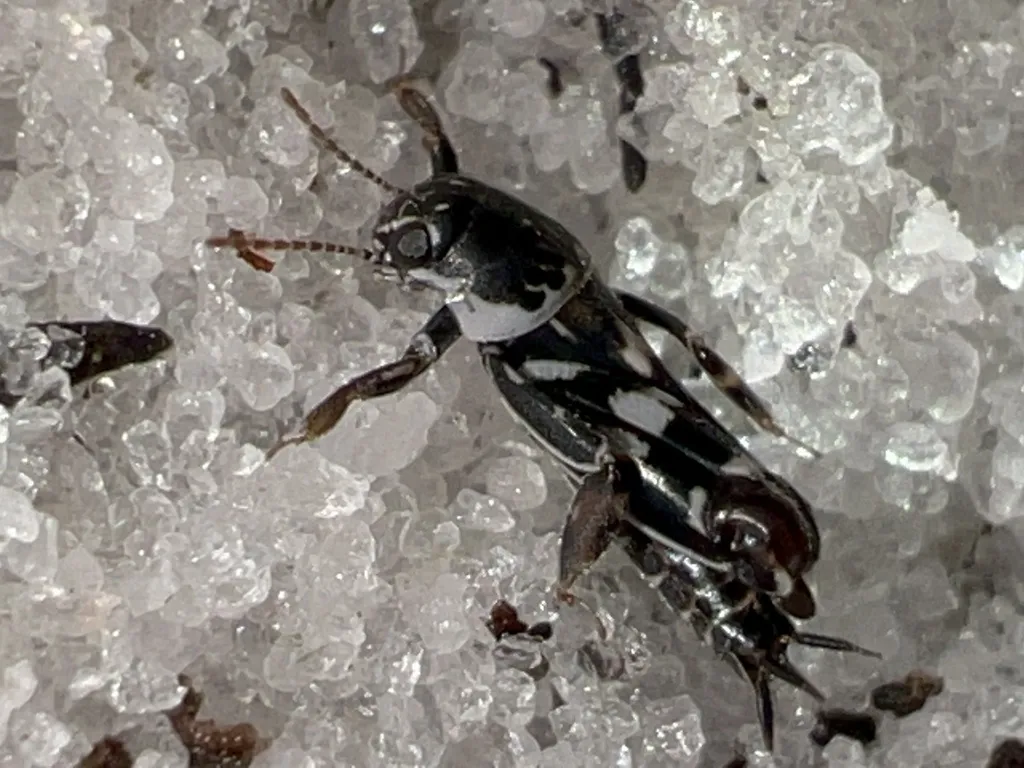Ellipes gurneyi - photo 2