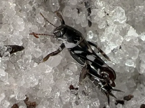 Ellipes gurneyi - photo 3