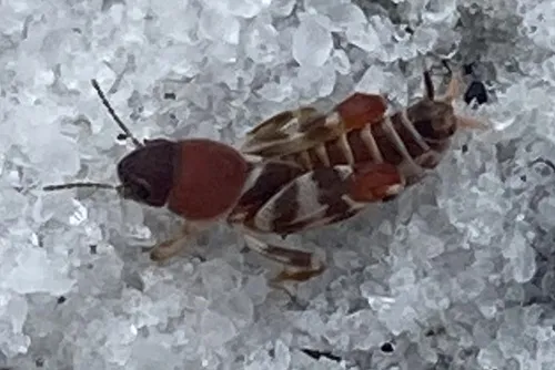 Candy Cane Pygmy Mole Cricket - photo 3