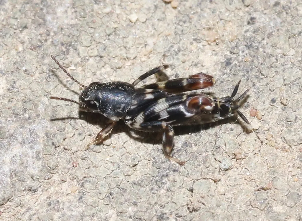 Smaller Sand Cricket - photo 2