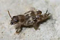 Canyon Pygmy Mole Cricket