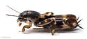 Canyon Pygmy Mole Cricket - photo 2