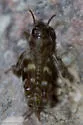 Canyon Pygmy Mole Cricket - photo 3